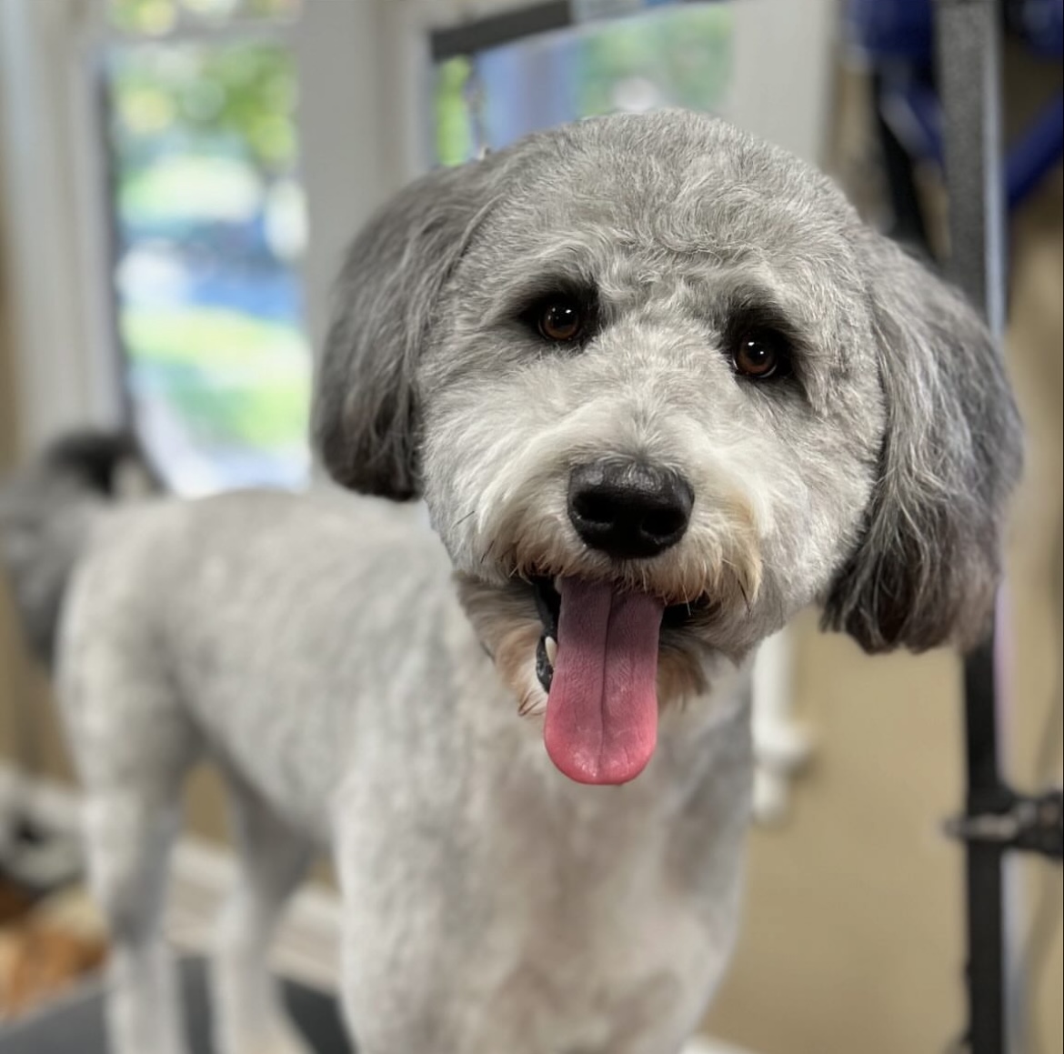 Elegant Canine – Kansas City, Missouri